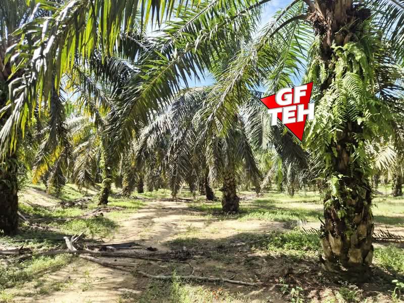 Tanah Pertanian untuk Dijual di Selama (Perak) - Teh Guan Fong - Exterior - PropertyGuru.com.my