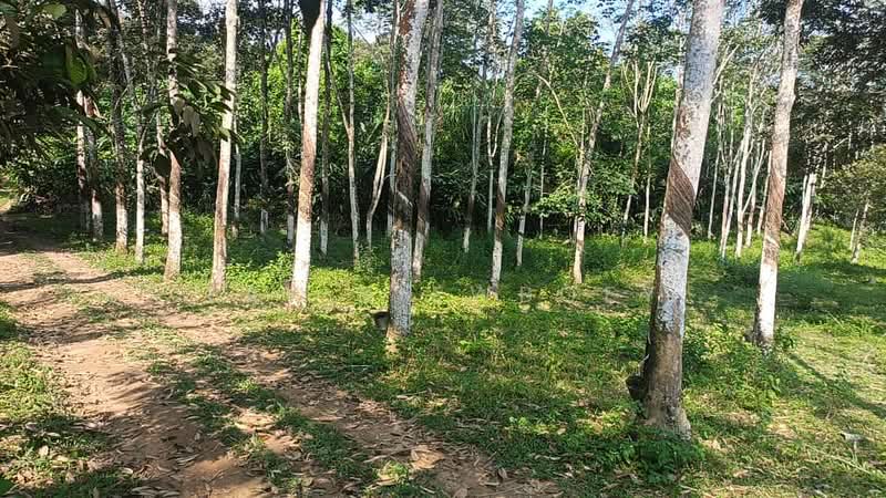 Tanah Pertanian untuk Dijual di Mantin (Negeri Sembilan) - Tay SiewBoey - Exterior - PropertyGuru.com.my