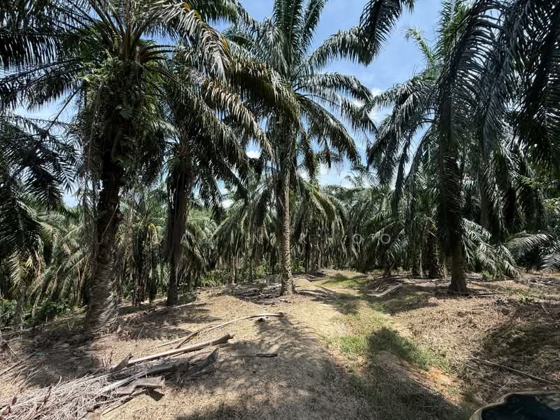 Tanah Pertanian untuk Dijual di Sungai Siput (Perak) - Qazin Khoo - Exterior - PropertyGuru.com.my