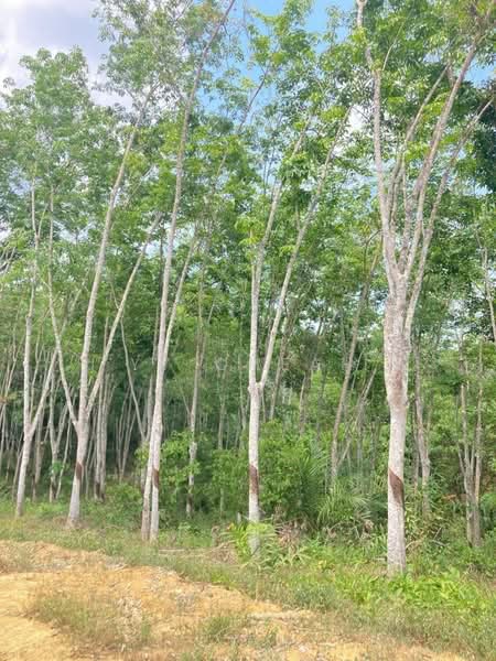 Agricultural Land for Sale in Kuala Kangsar (Perak) - YY Cheah - Exterior - PropertyGuru.com.my