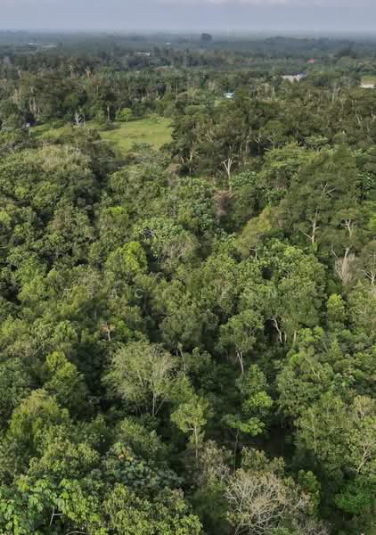 Commercial Land for Sale in Kampung Bahagia Ulu Choh (Pekan Nanas) - Tracy Leong - PropertyGuru.com.my
