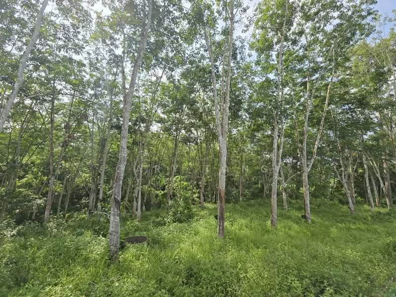 Agricultural Land for Sale in Kampung Baru Liman Kati (Kuala Kangsar) - Gary Tang - Garden - PropertyGuru.com.my