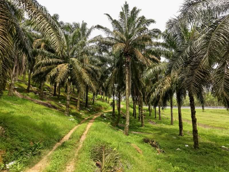 Agricultural Land for Sale in Batu Pahat (Johor) - ZG Law - PropertyGuru.com.my