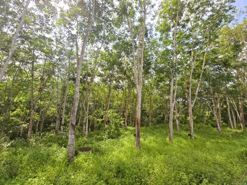Agricultural Land for Sale in Kuala Kangsar (Perak) - Cherie Chong - PropertyGuru.com.my