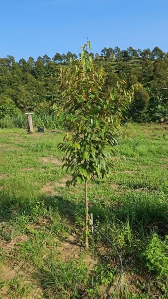 Agricultural Land for Sale in Bentong (Pahang) - Selvam . - Exterior - PropertyGuru.com.my