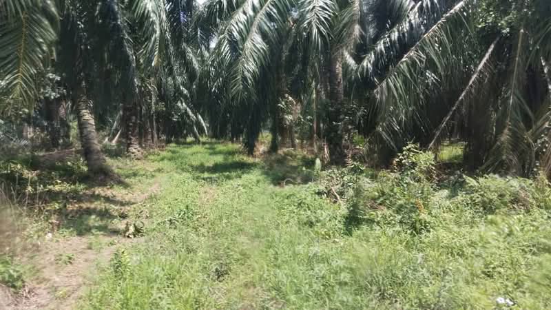Tanah Pertanian untuk Dijual di Klang (Selangor) - Cleo Chua - Exterior - PropertyGuru.com.my