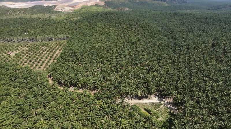 Agricultural Land for Sale in Sungai Petani (Kedah) - Evan Uh - Exterior - PropertyGuru.com.my