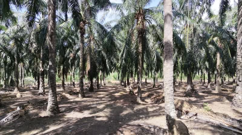 Agricultural Land for Sale in Sungai Petani (Kedah) - Evan Uh - Exterior - PropertyGuru.com.my