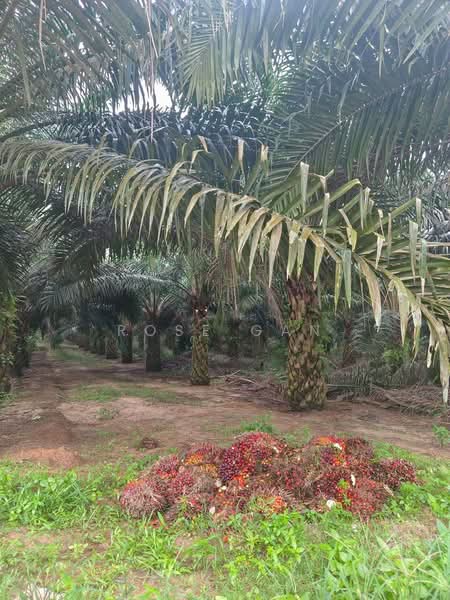 Agricultural Land for Sale in Paloh (Johor) - Rose Gan - Garden - PropertyGuru.com.my