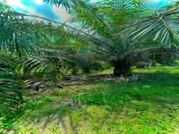 For Sale - Paloh