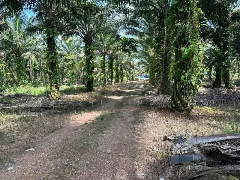 Agricultural Land for Sale in Kampung Tanjung Kupang (Gelang Patah) - Shi Ting - PropertyGuru.com.my