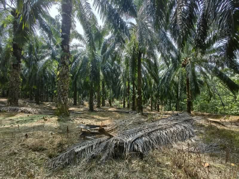 Tanah Pertanian untuk Dijual di Kuala Lipis (Pahang) - Vincent Tee - Exterior - PropertyGuru.com.my