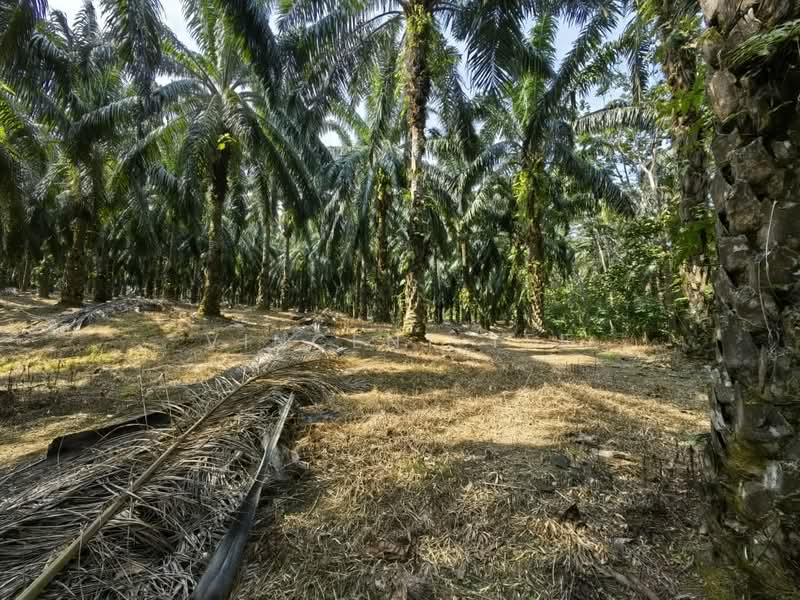Tanah Pertanian untuk Dijual di Kuala Lipis (Pahang) - Vincent Tee - Exterior - PropertyGuru.com.my