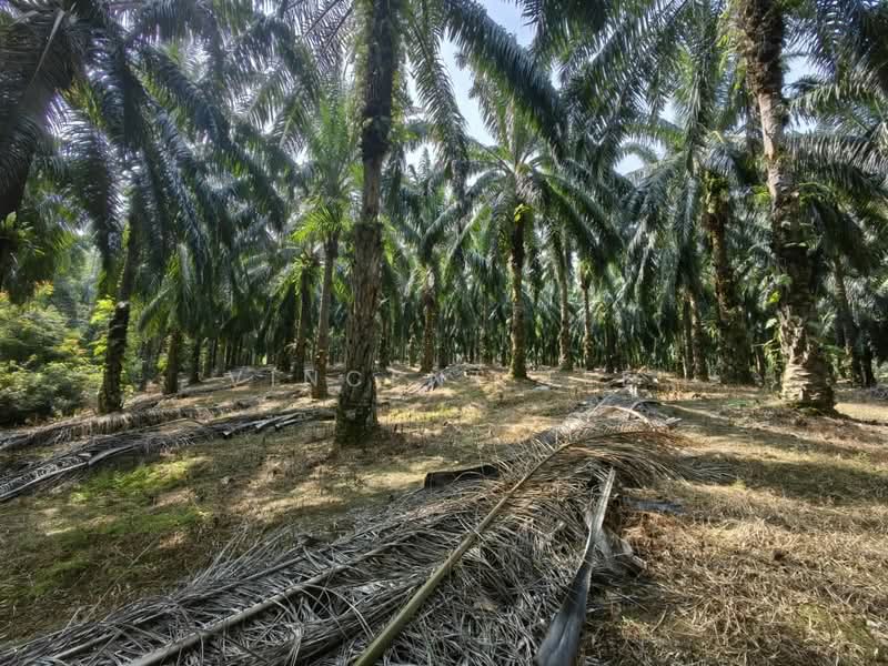 Tanah Pertanian untuk Dijual di Kuala Lipis (Pahang) - Vincent Tee - Exterior - PropertyGuru.com.my