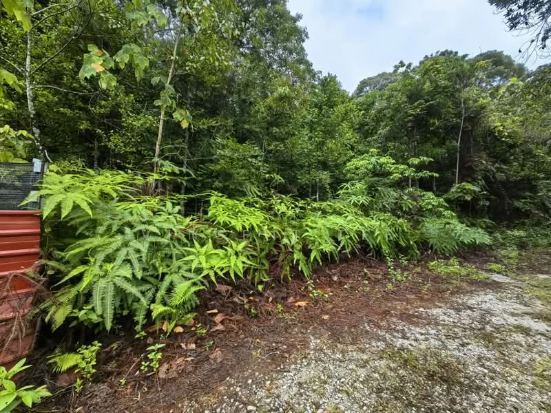 Tanah Pertanian untuk Dijual di Kuala Lipis (Pahang) - Vincent Tee - Exterior - PropertyGuru.com.my