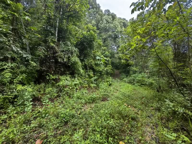 Tanah Pertanian untuk Dijual di Kuala Lipis (Pahang) - Vincent Tee - Exterior - PropertyGuru.com.my