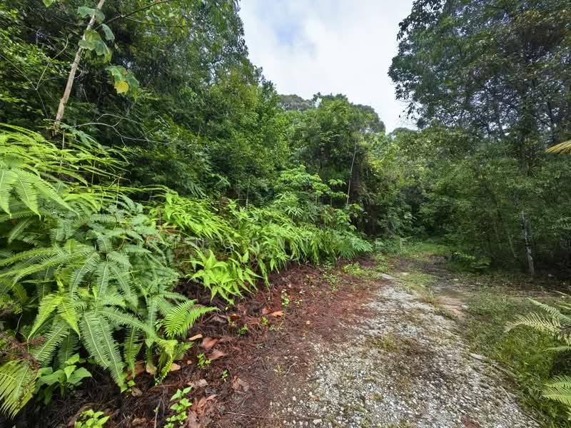 Tanah Pertanian untuk Dijual di Kuala Lipis (Pahang) - Vincent Tee - Exterior - PropertyGuru.com.my