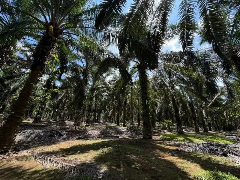 Agricultural Land for Sale in Kulai (Johor) - KS Chin - Garden - PropertyGuru.com.my