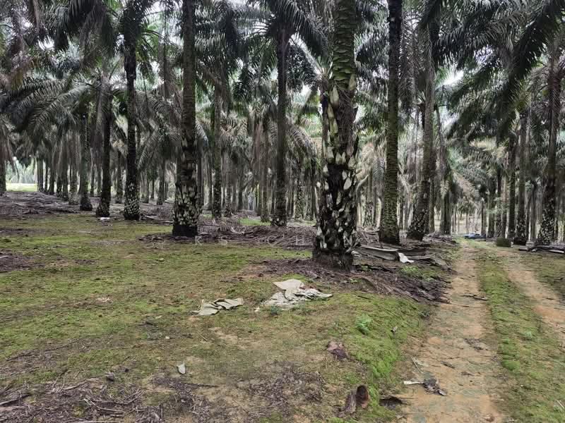 Tanah Pertanian untuk Dijual di Senai (Johor) - KS Chin - PropertyGuru.com.my