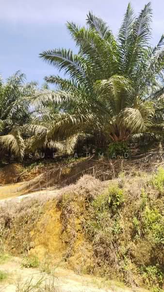 Agricultural Land for Sale in Matang (Perak) - Sue Ahmad - PropertyGuru.com.my