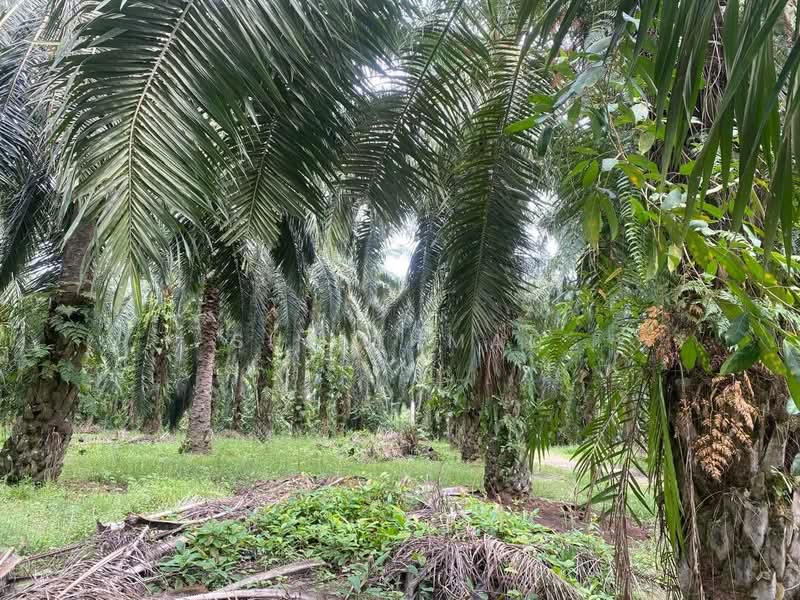 Tanah Pertanian untuk Dijual di Labu (Negeri Sembilan) - Sue Ahmad - Garden - PropertyGuru.com.my