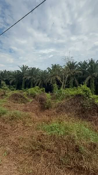 Agricultural Land for Sale in Kampung Bukit Samsu (Kota Tinggi) - TY Tan - Exterior - PropertyGuru.com.my