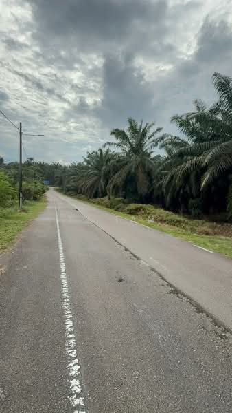 Agricultural Land for Sale in Kampung Bukit Samsu (Kota Tinggi) - TY Tan - Exterior - PropertyGuru.com.my