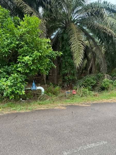 Agricultural Land for Sale in Kampung Bukit Samsu (Kota Tinggi) - TY Tan - Exterior - PropertyGuru.com.my