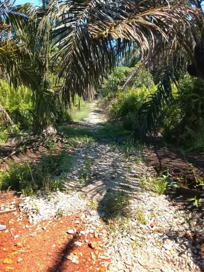 Residential Land for Sale in Kampung Parit Bugis (Api Api) - TY Tan