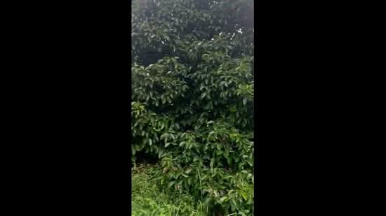 Tanah Pertanian untuk Dijual di Mantin (Negeri Sembilan) - Justin Chan - PropertyGuru.com.my