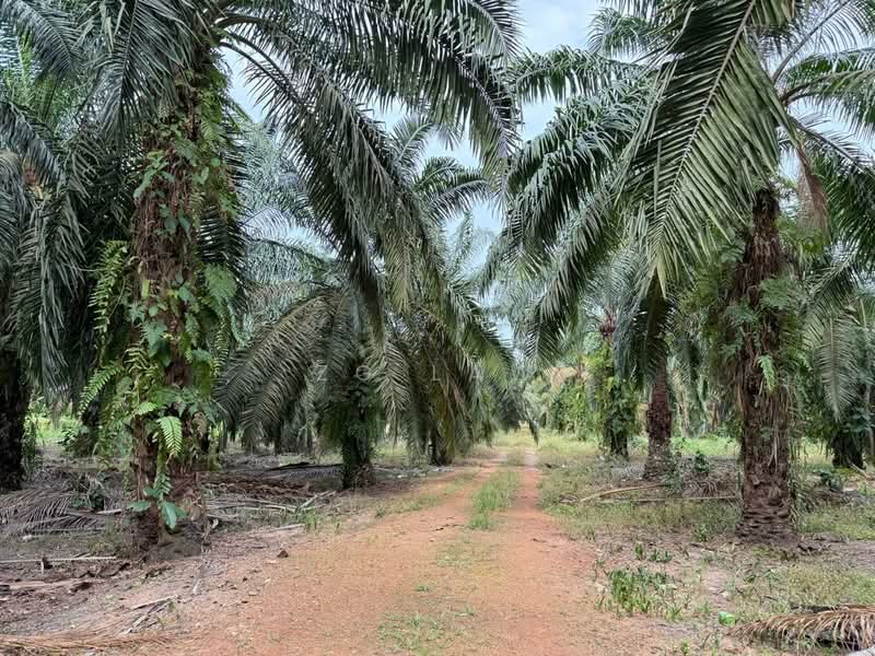 Tanah Pertanian untuk Dijual di Parit Haji Sidek (Batu Pahat) - ZG Law - Exterior - PropertyGuru.com.my