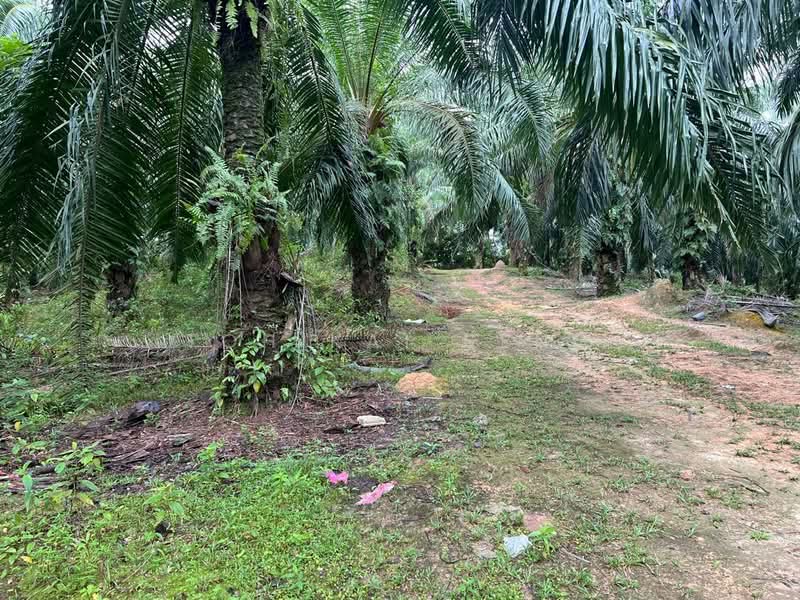 Tanah Pertanian untuk Dijual di Bandar Sri Sendayan (Negeri Sembilan) - Toh Kai Seng - PropertyGuru.com.my