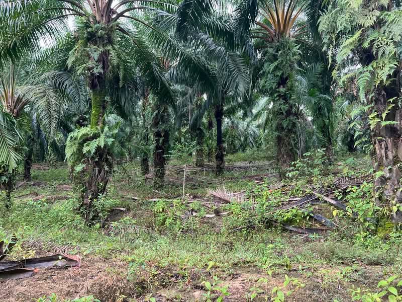 Tanah Pertanian untuk Dijual di Bandar Sri Sendayan (Negeri Sembilan) - Toh Kai Seng - PropertyGuru.com.my