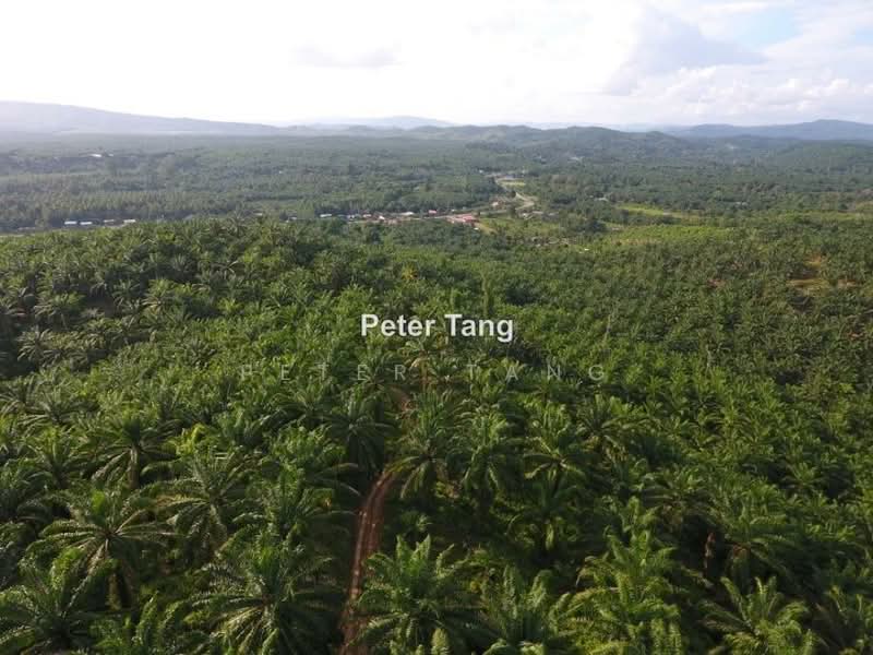 Tanah Pertanian untuk Dijual di Tawau (Sabah) - Peter Tang - PropertyGuru.com.my
