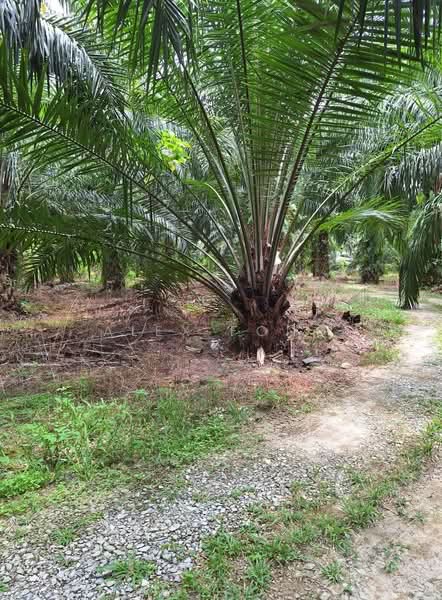 Agricultural Land for Sale in Ipoh (Perak) - Alex Fong - PropertyGuru.com.my