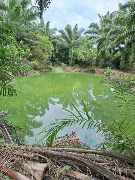 Agricultural Land for Sale in Ipoh (Perak) - Alex Fong - PropertyGuru.com.my