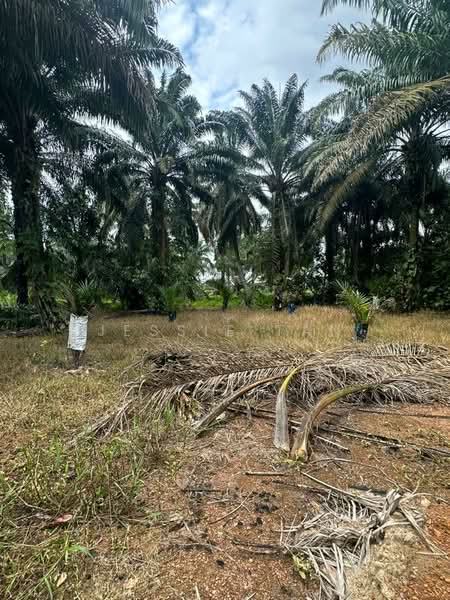 Tanah Pertanian untuk Dijual di Ulu Benut (Johor) - Jessie Tan - Exterior - PropertyGuru.com.my