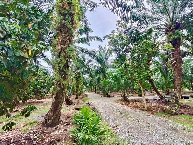 Tanah Pertanian untuk Dijual di Kukup (Johor) - Jessie Tan - Garden - PropertyGuru.com.my