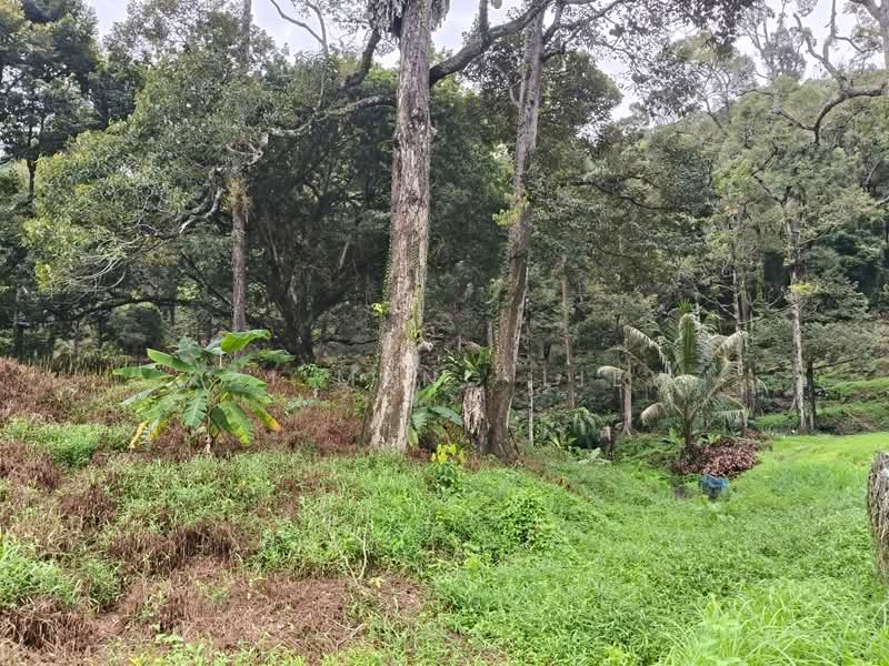 Agricultural Land for Sale in Balik Pulau (Penang) - Kai Meng Liew - Garden - PropertyGuru.com.my
