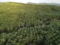 For Sale - Kalabakan Agricultural Land