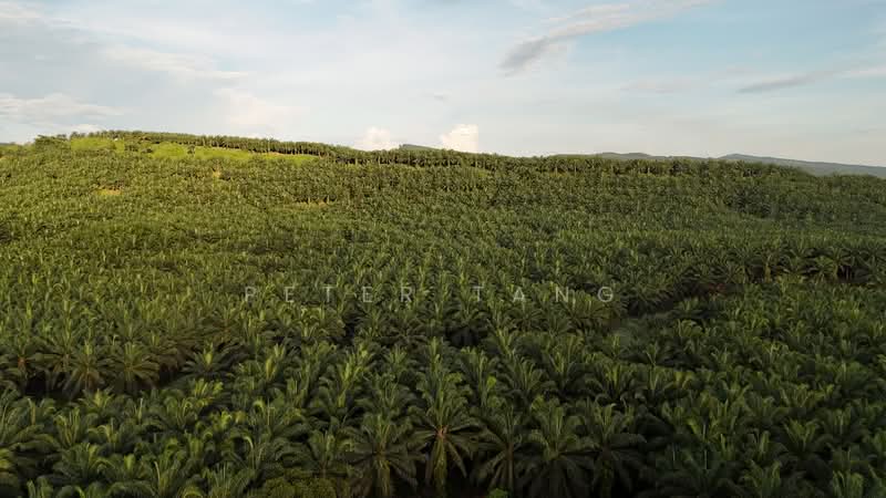 Tanah Pertanian untuk Dijual di Tawau (Sabah) - Peter Tang - PropertyGuru.com.my