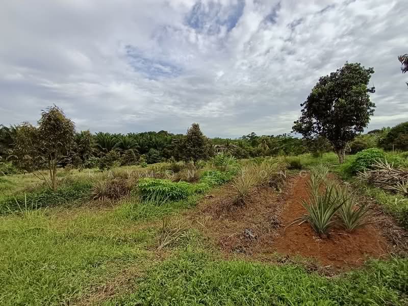 Agricultural Land for Sale in Kota Tinggi (Johor) - Raymond Fong - PropertyGuru.com.my