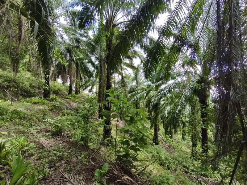 Tanah Pertanian untuk Dijual di Kluang (Johor) - Robin Teo - Garden - PropertyGuru.com.my