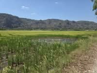 For Sale - Agriculture land in Kangar Perlis