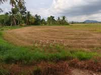 For Sale - Land in Kangar Perlis