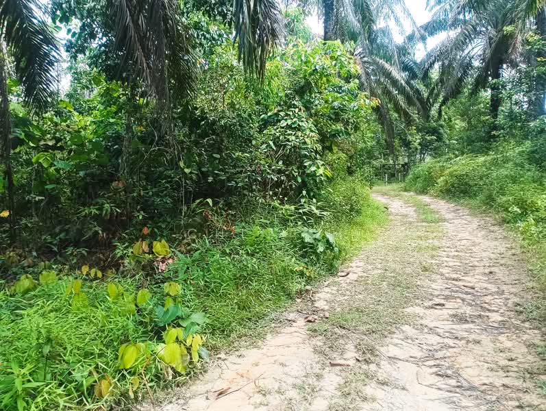 Agricultural Land for Sale in Bentong (Pahang) - Chin SH - PropertyGuru.com.my