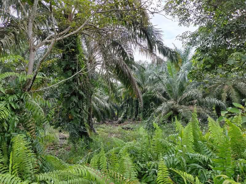 Tanah Pertanian untuk Dijual di Pekan Nanas (Johor) - Joshua Song - Garden - PropertyGuru.com.my