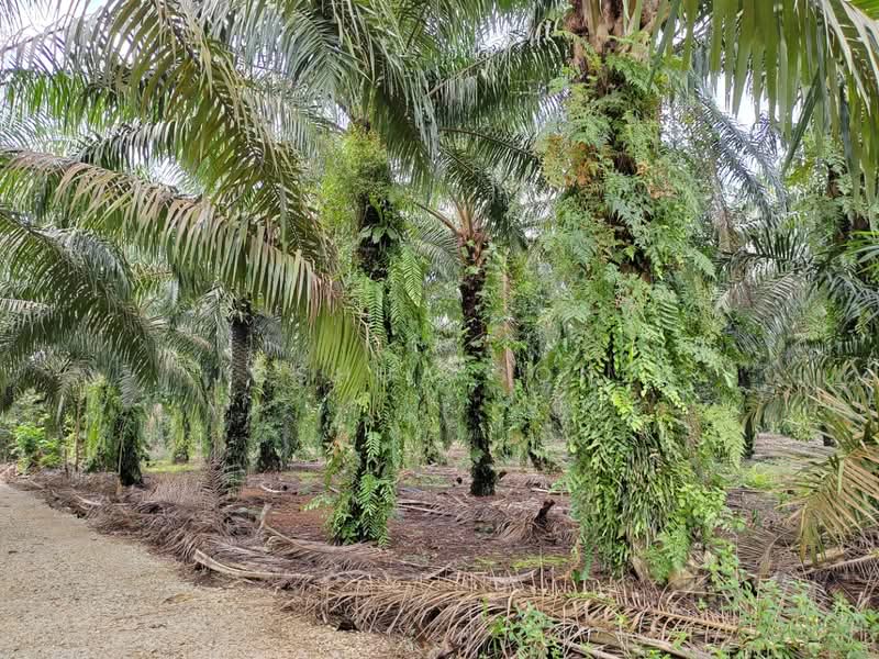 Tanah Pertanian untuk Dijual di Pekan Nanas (Johor) - Joshua Song - Exterior - PropertyGuru.com.my