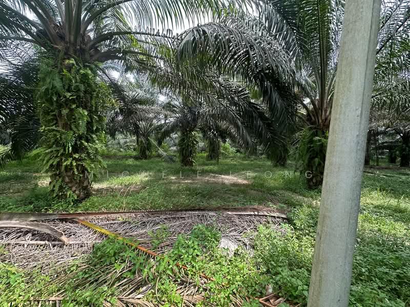Tanah Pertanian untuk Dijual di Kampar (Perak) - Michele Leong - Garden - PropertyGuru.com.my