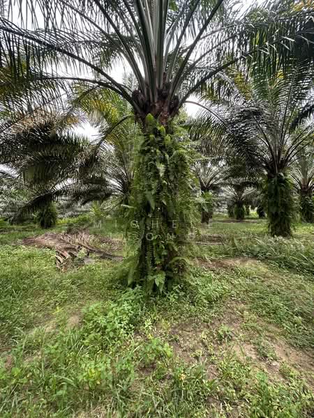 Tanah Pertanian untuk Dijual di Kampar (Perak) - Michele Leong - Exterior - PropertyGuru.com.my
